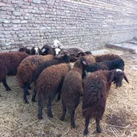 بره ماده شیشک