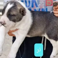 سگ توله الابای روس|سگ|تهران, جوادیه|دیوار