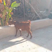 تعداد بز|حیوانات مزرعه|رفسنجان, |دیوار