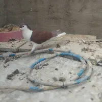 کبوتر رنگی و پلاکی|پرنده|دزفول, |دیوار