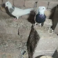 طوقی