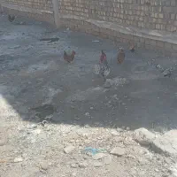 تخم سبرایت نطفه