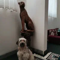 سگ خانگی وبسیاراجتماعی