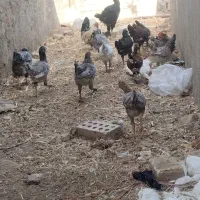 مرغ وجوجه گلین