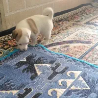 واگذاری توله سگ  جک راسل تریر فوری