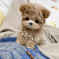 پودل مالتیز عروسکی مالتیپو سگ اپارتمانی