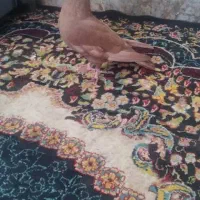 سرخ نر به شرط پرش و جفتگاه