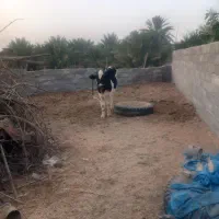 فروشی نژاد خوب|حیوانات مزرعه|رودخانه, |دیوار