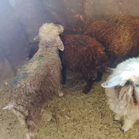 بره