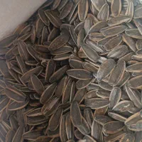 تخمه رژیمی درجه یک