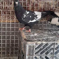 جفت سینه ای با ی جوجه|پرنده|کارون, |دیوار