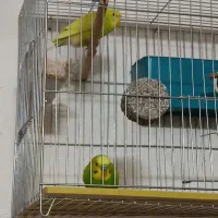 مرغ عشق|پرنده|خمینی‌شهر, |دیوار