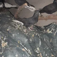 پرنده رنگی|پرنده|مسجد سلیمان, |دیوار