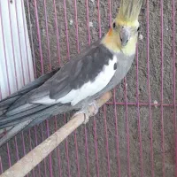 عروس هلندی|پرنده|سبزوار, رباط|دیوار