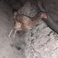 ۲ عدد مرغ لاری جوان