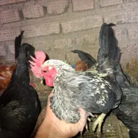 خروس جاپینز