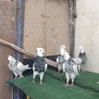 طوقی ۶ عدد نر اس|پرنده|شاهینشهر, عطار|دیوار