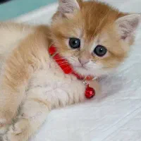 بریتیش خاص پسند و لوکس
