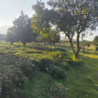 قطعه زمین در اوشیان