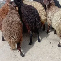 فروش بره ماده 7عدد جفتی 40میلیون