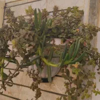 گل و گلدان|گل و گیاه طبیعی|تربتحیدریه, قائم|دیوار