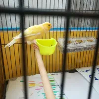 قناری|پرنده|بوشهر, |دیوار