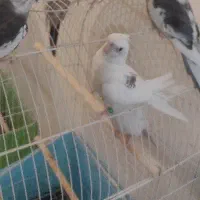 آلبینو تک خال دستی نر با حلقه پا