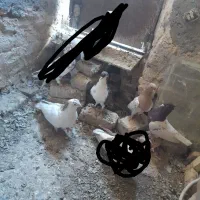 ۲جفت کفتر جفتگاه ضمانتی|پرنده|کاشمر, |دیوار
