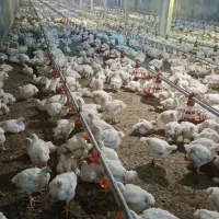 کار در مرغداری 10 هزار قطعه ای گوشتی