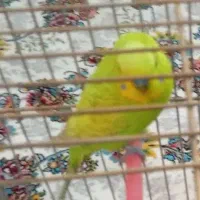 مرغ عشق گمشده در دهگلان|پرنده|دهگلان, |دیوار