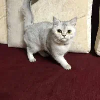 گربه اسکاتیش سیلور چینچیلا