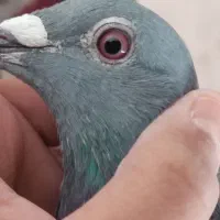 کبوتر|پرنده|سربیشه, |دیوار