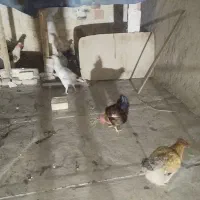 مرغ وخروس|حیوانات مزرعه|محمدیه-قزوین, |دیوار