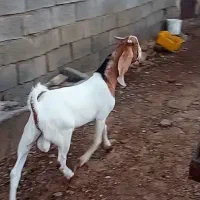 بز غاله بز میش بره قوچی