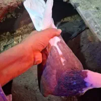 تعدادی کفتر و کبوتر|پرنده|جیرفت, |دیوار