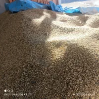 جو دامی درایلام|عمدهفروشی|ایلام, |دیوار