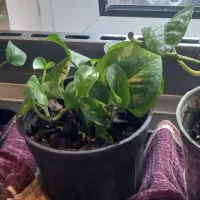 پتوس گلدان کوچک وبزرگ