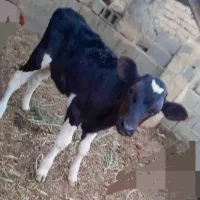 گوساله ماده شماراخریدار معاوضه با گوسفند