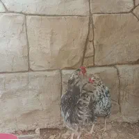 مرغ و خروس گلین اصل