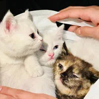 3توله گربه اسکاتیش+پرشین میکس