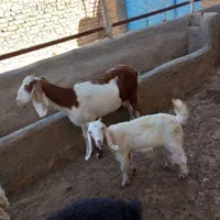 بز  پاکستانی|حیوانات مزرعه|شیروان (خراسان), |دیوار