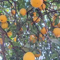 پرتقال تامسون فروشی|خوردنی و آشامیدنی|هچیرود, |دیوار