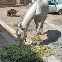 اسب|اسب و تجهیزات اسب‌سواری|دهگلان, |دیوار