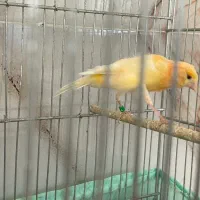 قناری پرتقالی