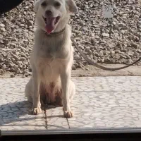 سگ اشپیتز حامله|سگ|قائم‌شهر, |دیوار