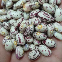 خرید تخم کدو ولوبیا وگندم