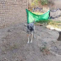 واگذاری سگ آلابای ماده