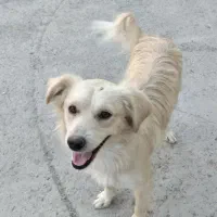 سگ پاکوتاه