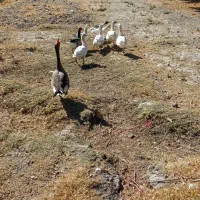 غاز محلی ارگانیک|حیوانات مزرعه|شیراز, کرونی(خاتونک)|دیوار