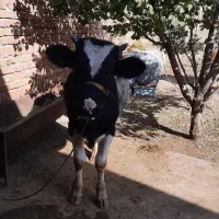 حیوانات مزرعه